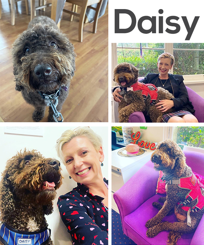 daisy collage